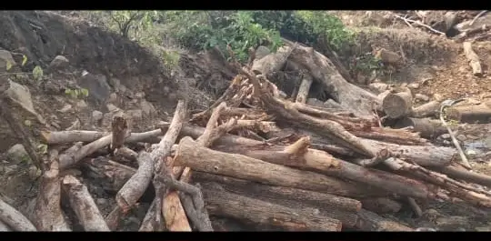 बालोद में जंगल कटाई और अवैध कब्जे